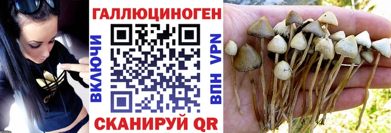 Псилоцибиновые грибы GOLDEN TEACHER Купить Дрезна